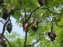 Large bats