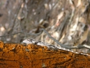 Relative of Lizard seen near Avalanche