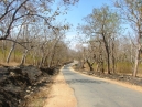 Cycling inside Bandipur Forest