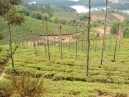 Tea Estates