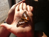 Butterfly on Priya'a Palm