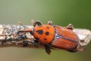 Bug closeup