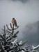 Bird in the snow