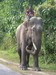 Chained Pachyderms are all you get to see