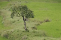 Greenery fit for a postcard