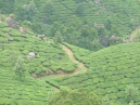 Tea Estate