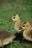 Goslings