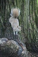 Mega Squirrel